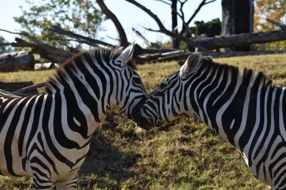 Casino Slots Cafe Support